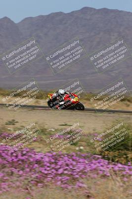 media/Feb-04-2023-SoCal Trackdays (Sat) [[8a776bf2c3]]/Turn 15 Inside Blooming (1050am)/